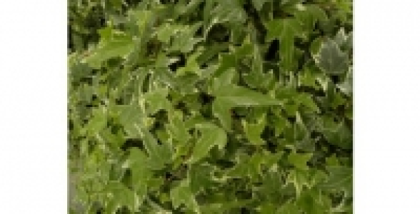 HEDERA Helix eva C 2 L