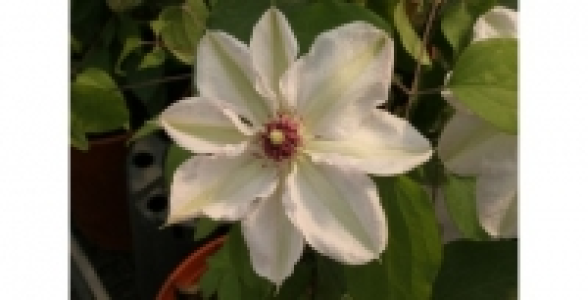 CLEMATITE Miss Bateman C 1.3 L