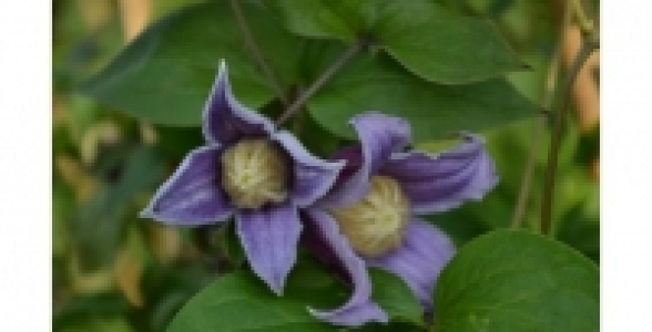 CLEMATITE Jan fopma® Zojafo C 2 L