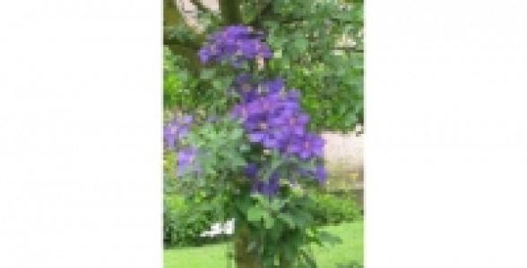 CLEMATITE General Sikorsky C 2 L