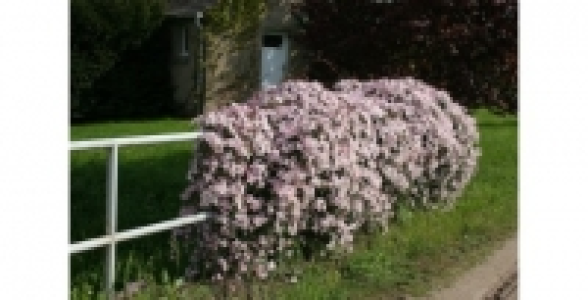 CLEMATITE Montana Mayleen C 2 L