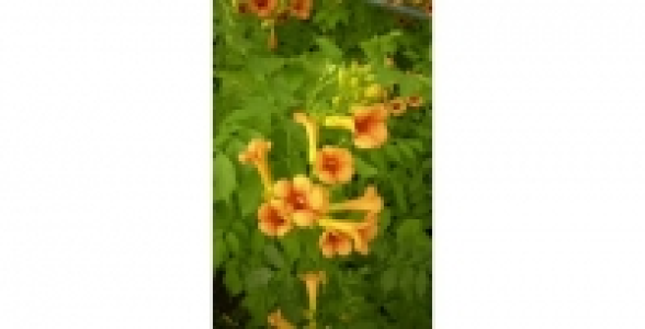 CAMPSIS Indian Summer® Kudian C 3 L