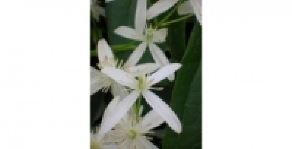 CLEMATITE Armandii Snowdrift C 3 L