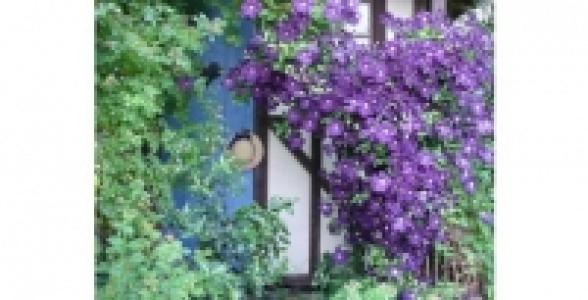 CLEMATITE Etoile Violette C 3 L