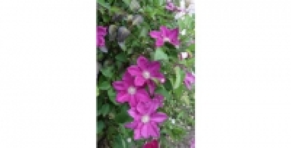 CLEMATITE Ernest Markham C 3 L
