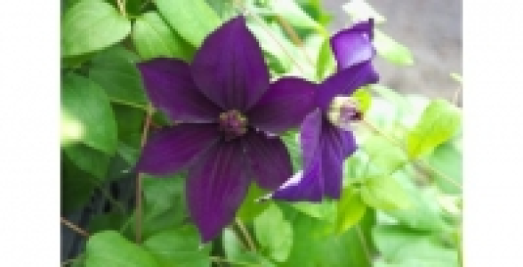 CLEMATITE Happy Birthday® C 3 L