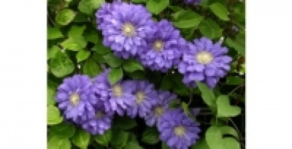 CLEMATITE Kiri Te Kanawa C 3 L