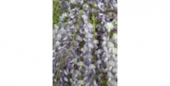 WISTERIA Floribunda Lawrence C 3 L