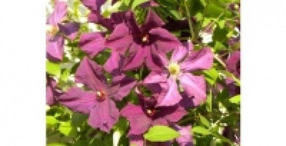 CLEMATITE Viticella Polish spirit C 2 L