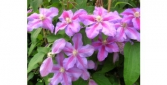CLEMATITE Vivienne Beth Currie C 2 L