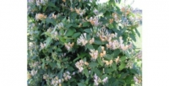 LONICERA Caprilia® Ever Inov42 C 3 L