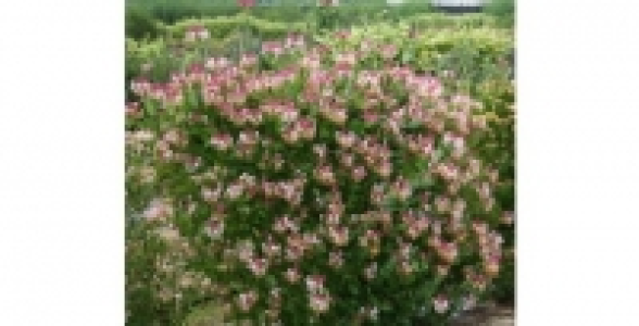 LONICERA Caprilia® Imperial Inov86 C 3 L