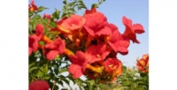 CAMPSIS Tagliabuana Madame Gallen C 1.3 L