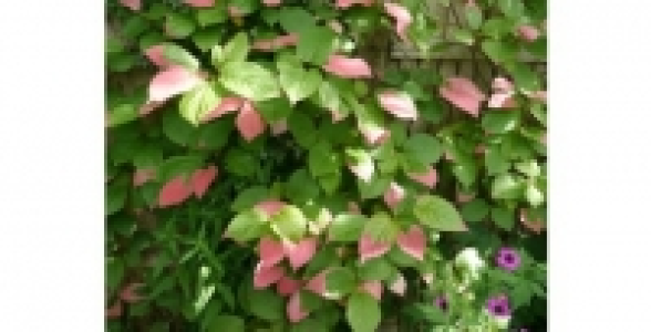 ACTINIDIA Kolomikta Femelle Eve C 1.3 L