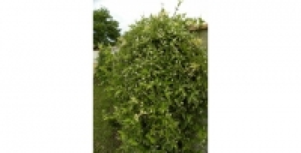 TRACHELOSPERMUM Jasm. Variegata C 1.3 L