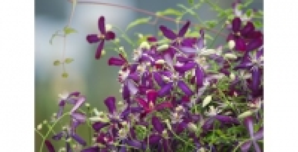 CLEMATITE Sweet Summer Love® C 1.3 L