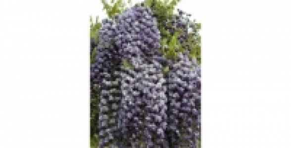 WISTERIA Floribunda Violacea Plena C 2 L