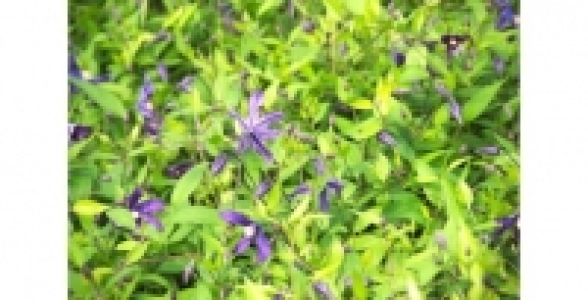 CLEMATITE Mississipi River® Zomisri C 3 L