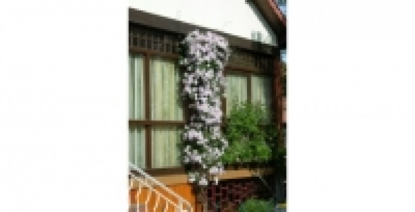 CLEMATITE Montana Rubens Superba C 3 L