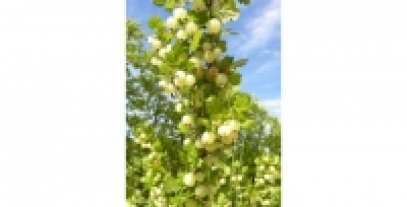 Groseilliers à maqueraux Blanc C 3 L