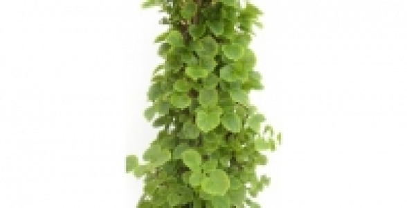 HYDRANGEA Petiolaris Miranda C 2 L
