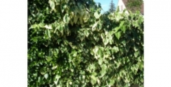 HEDERA Dentata Variegata C 3 L