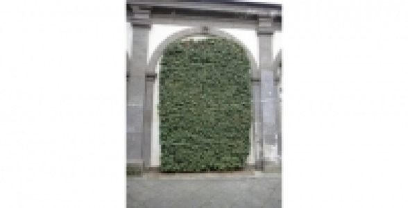 HEDERA Gloire De Marengo C 3 L