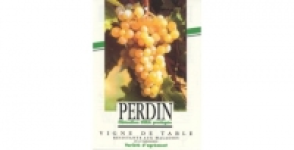 Vigne AMPELIA®Perdin ZPd4 C 3 L