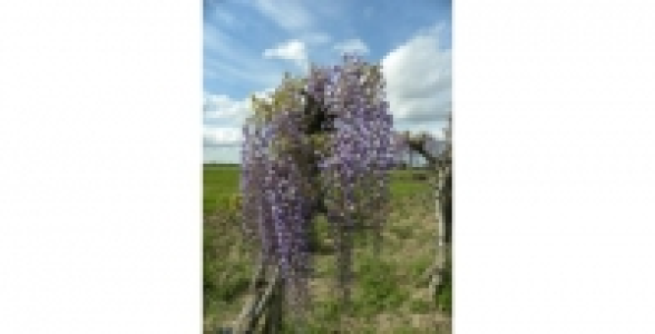 WISTERIA Floribunda Royal Purple C 3 L