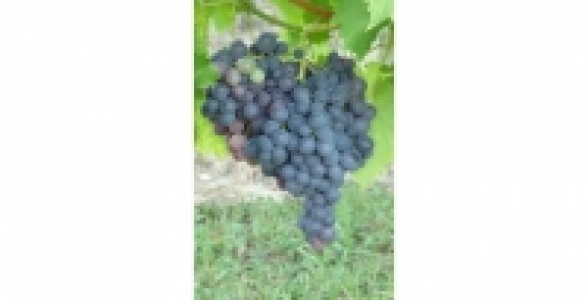 Vigne Muscat De Hambourg ZPd4 C 3 L