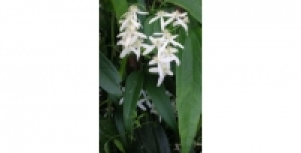 CLEMATITE Armandii Little White Charm C 3 L
