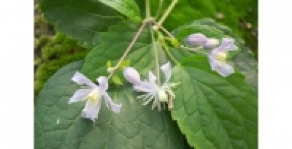 CLEMATITE Jouiniana Mrs Robert Brydon C 3 L