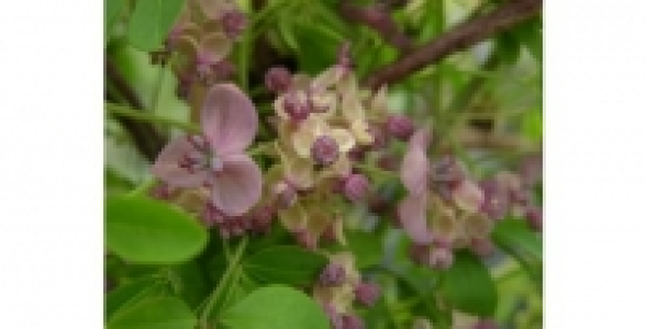 AKEBIA Quinata C 3 L