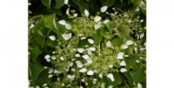 SCHIZOPHRAGMA Hydrangeoides C 2 L