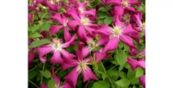 CLEMATITE Mme Julia Correvon C 2 L