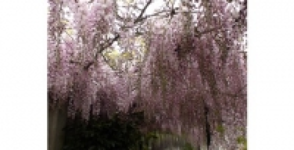 WISTERIA Floribunda Pink Ice C 2 L