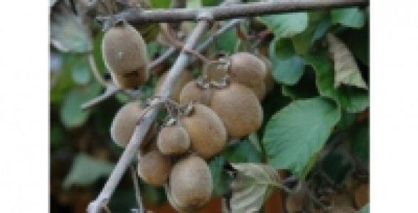 ACTINIDIA Autofertile Solissimo® C 3 L