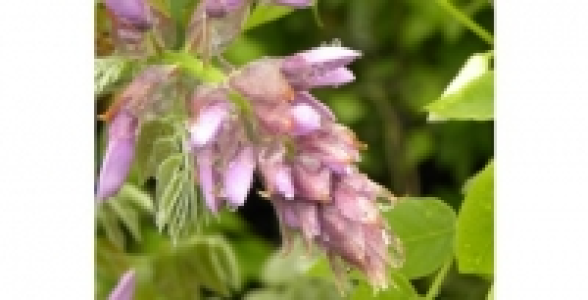 WISTERIA Venusta Okayama C 2 L