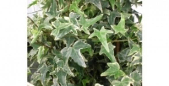 HEDERA Sagittifolia Variegata C 2 L