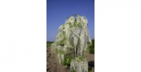 WISTERIA Floribunda Alba C 2 L
