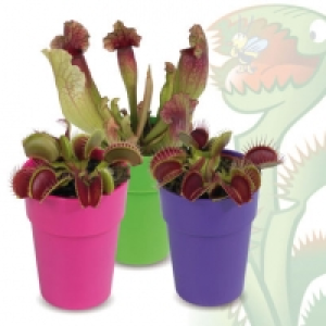 Plante carnivore en pot 2.99 €