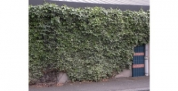HEDERA Glacier C 3 L