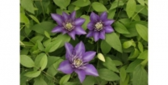 CLEMATITE Multiblue C 3 L 30.20 €