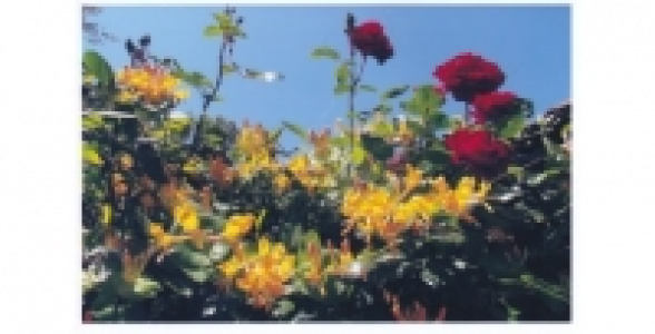 LONICERA Tellmaniana C 3 L