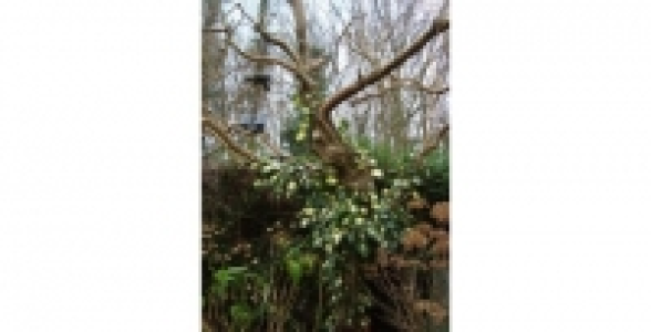 HEDERA Goldheart C 3 L