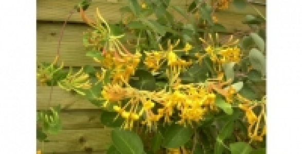 LONICERA Mandarin&reg; C 3 L
