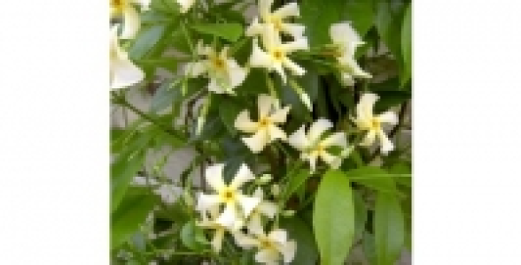TRACHELOSPERMUM Asiaticum C 3 L