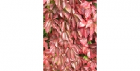 PARTHENOCISSUS Quinquefolia C 3 L 30.20 €
