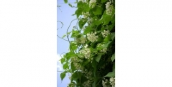 WATTAKAKA Sinensis C 3 L