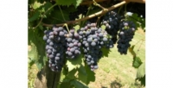 Vigne Cardinal ZPd4 C 3 L
